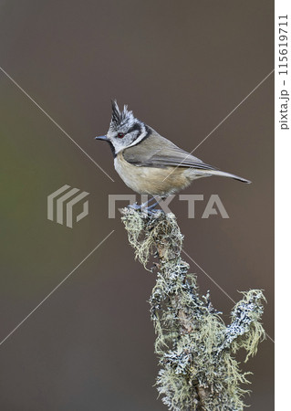 Crested Tit Crested Tit 115619711