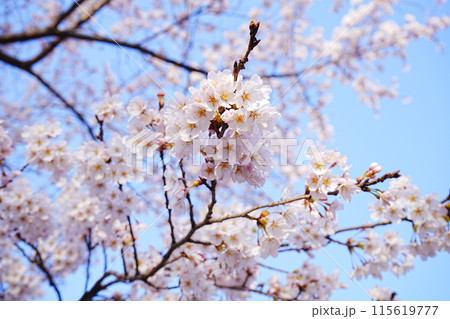 日本 春 ピンク色の桜の花 青空の背景 115619777