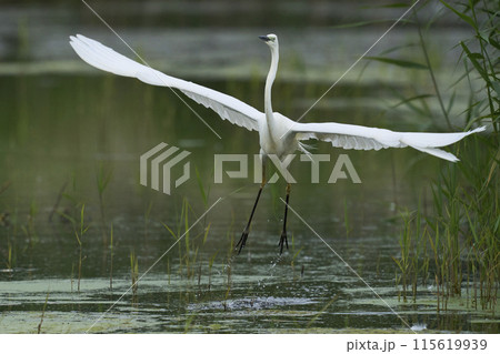 Great White Egret 115619939