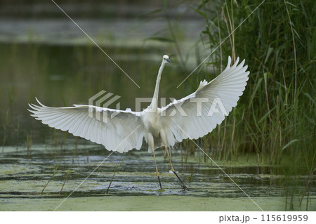 Great White Egret 115619959