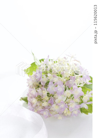 紫の紫陽花 115620013