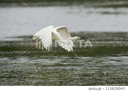 Great White Egret flying low 115620043