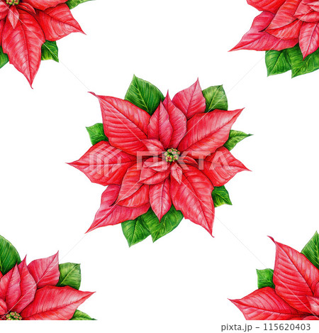 Winter season poinsettia seamless pattern. Watercolor vintage style illustration. Christmas time painted traditional decor from poinsettia flowers. Winter time festive pattern on white background Winter season poinsettia seamless pattern. Watercolor vintage style illustration. Christmas time painted traditional decor from poinsettia flowers. Winter time festive pattern on white background 115620403