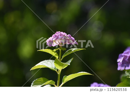 梅雨の晴れ間の日差しに咲く紫陽花 梅雨の晴れ間の日差しに咲く紫陽花 115620538