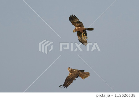 Marsh Harriers Marsh Harriers 115620539