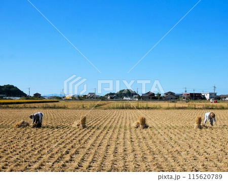 熊本県宇土市の風景　収穫後の田んぼと稲わら 115620789
