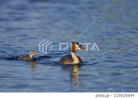 Great Crested Grebe with chick 115620844