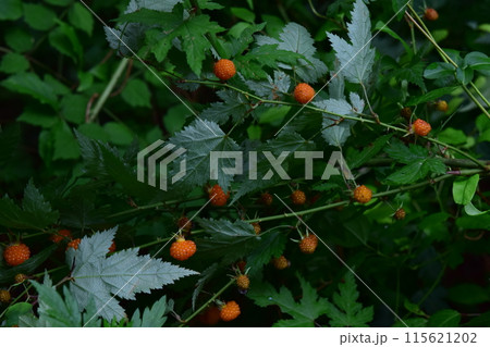 モミジイチゴ 果実 モミジイチゴ 果実 115621202