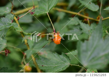 モミジイチゴ 果実 モミジイチゴ 果実 115621203