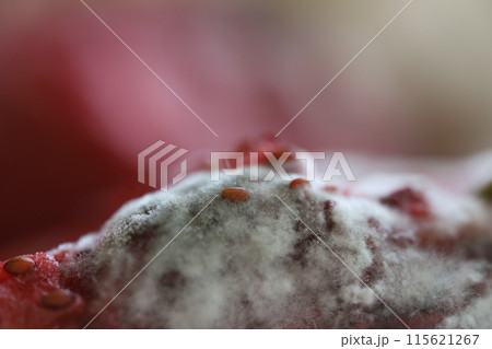 White mold, mold texture in macro, spoiled food 115621267