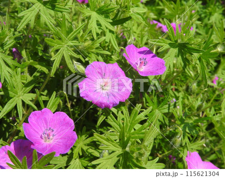 ゲラニウム 115621304
