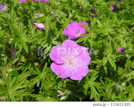 ゲラニウム 115621305