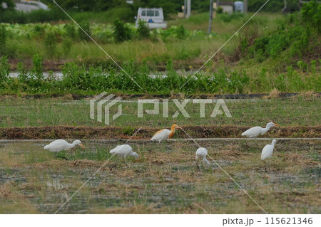 田んぼで餌をついばむアマサギ達 115621346
