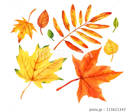 watercolor set with autumn leaves, hand drawn illustration of yellow and orange maple leaves, mountain ash leaves, sketch isolated on white background 115621347
