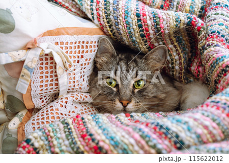 home cute gray tabby big cat lies on pillow wrapped in warm blanket home cute gray tabby big cat lies on pillow wrapped in warm blanket 115622012