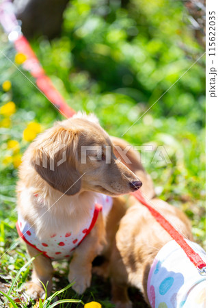 公園で散歩するダックスフンド 115622035