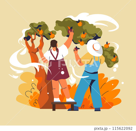 Fruit Picking in Orchard Scene 115622092