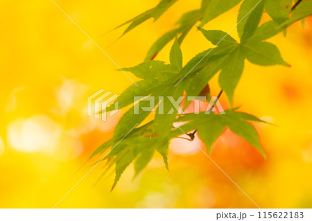 秋 楓④ 秋 楓④ 115622183