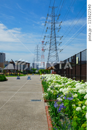 アナベルと青い空 宮前公園 アナベルと青い空 宮前公園 115622340