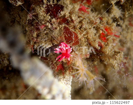 ヒロウミウシ 115622497