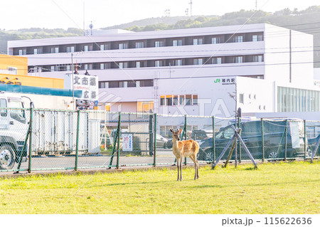 野生の鹿　北海道　稚内駅に出没 115622636