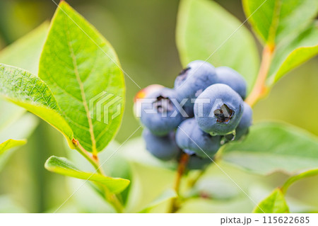 食べ頃になったブルーベリー 115622685