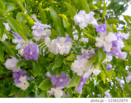 Brunfelsia or raintree or yesterday-today-tomorrow or lady of the night flowering plant. Brunfelsia or raintree or yesterday-today-tomorrow or lady of the night flowering plant. 115622874