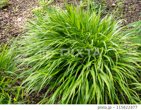 Hakonechloa macra or Hakone grass with green foliage. 115622877