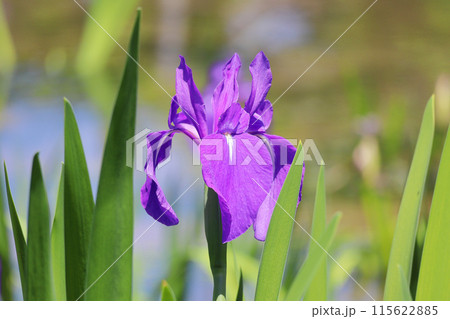 カキツバタ 115622885