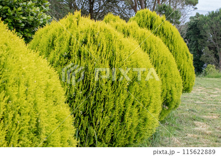 Thuja orientalis aurea nana plants in a row 115622889