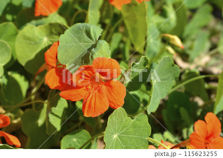 Garden nasturtium Garden nasturtium 115623255
