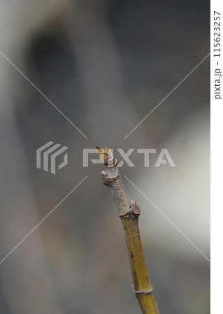 Fig Tree Brogiotto Bianco Fig Tree Brogiotto Bianco 115623257