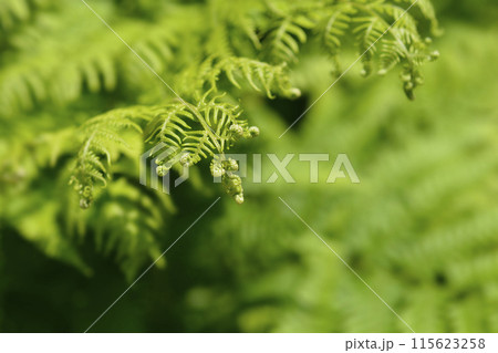 Eagle fern Eagle fern 115623258