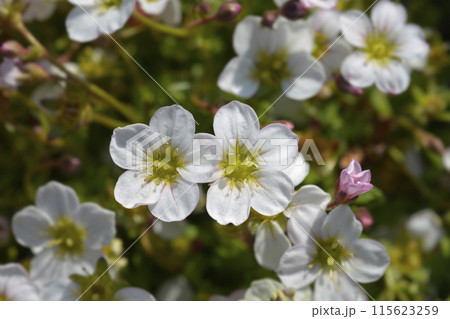 Mossy Saxifrage Mossy Saxifrage 115623259