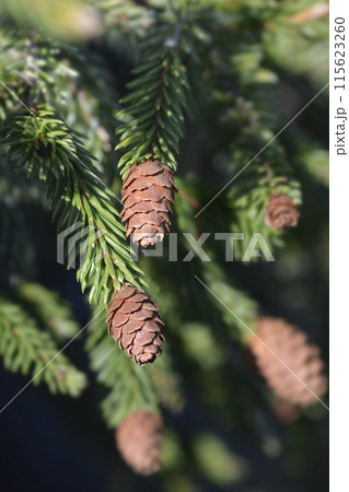 Pusch Norway spruce Pusch Norway spruce 115623260