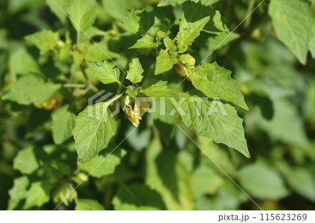 Tomatillo 115623269