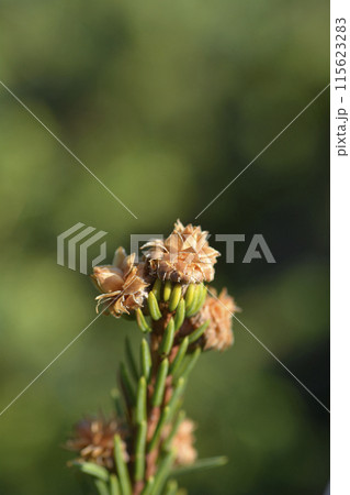 Acrocona Norway spruce Acrocona Norway spruce 115623283
