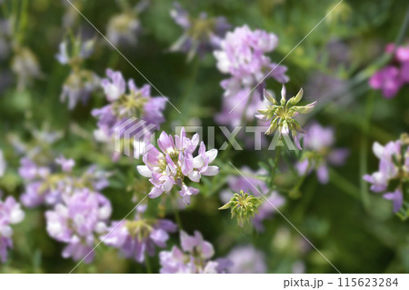 Purple crown vetch Purple crown vetch 115623284