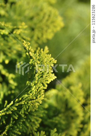 Dwarf Hinoki cypress Dwarf Hinoki cypress 115623286
