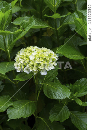 咲き始めの紫陽花の花 115623590