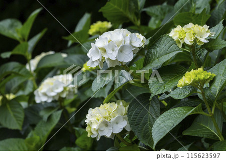 咲き始めの紫陽花の花 115623597