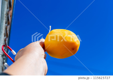 天日干しをする干し柿　柿　渋柿 115623727