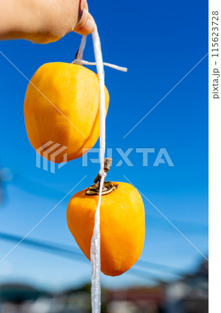 天日干しをする干し柿　柿　渋柿 115623728