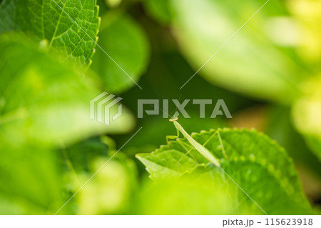 アジサイの葉に乗ったカマキリの赤ちゃん 115623918