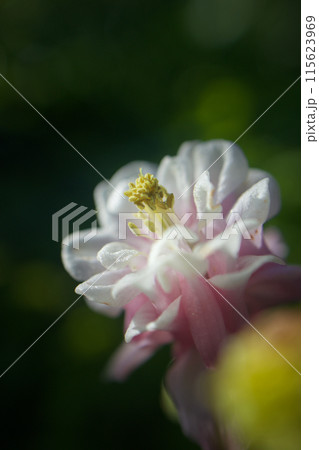 オダマキの花言葉は、真っ直ぐ突き進む強さを思わせる。「愚か」「必ず手に入れる」「勝利への決意」 115623969