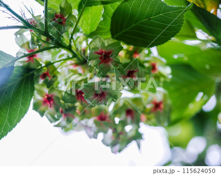 サトザクラのある風景 サトザクラのある風景 115624050