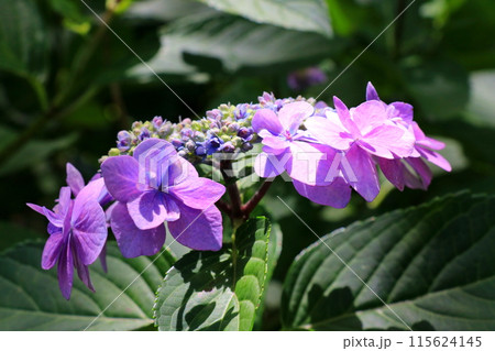 梅雨の晴れ間に咲く紫陽花 梅雨の晴れ間に咲く紫陽花 115624145