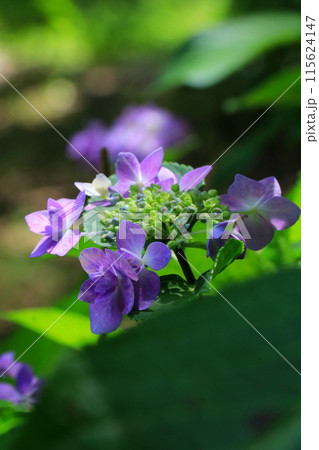 紫色の綺麗な花 紫色の綺麗な花 115624147