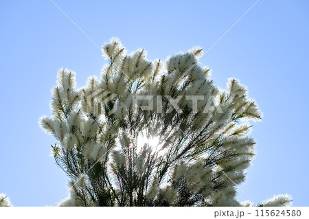 ティートゥリーの花 115624580