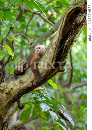 Varied white-fronted capuchin (Cebus versicolor), Tayrona National Park, Magdalena department. Colombia wildlife. Varied white-fronted capuchin (Cebus versicolor), Tayrona National Park, Magdalena department. Colombia wildlife. 115624676